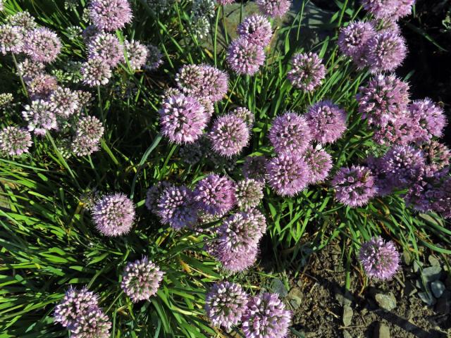 Česnek šerý (Allium senescens subsp. glaucum (Schrad. ex Poir.) Dostál)