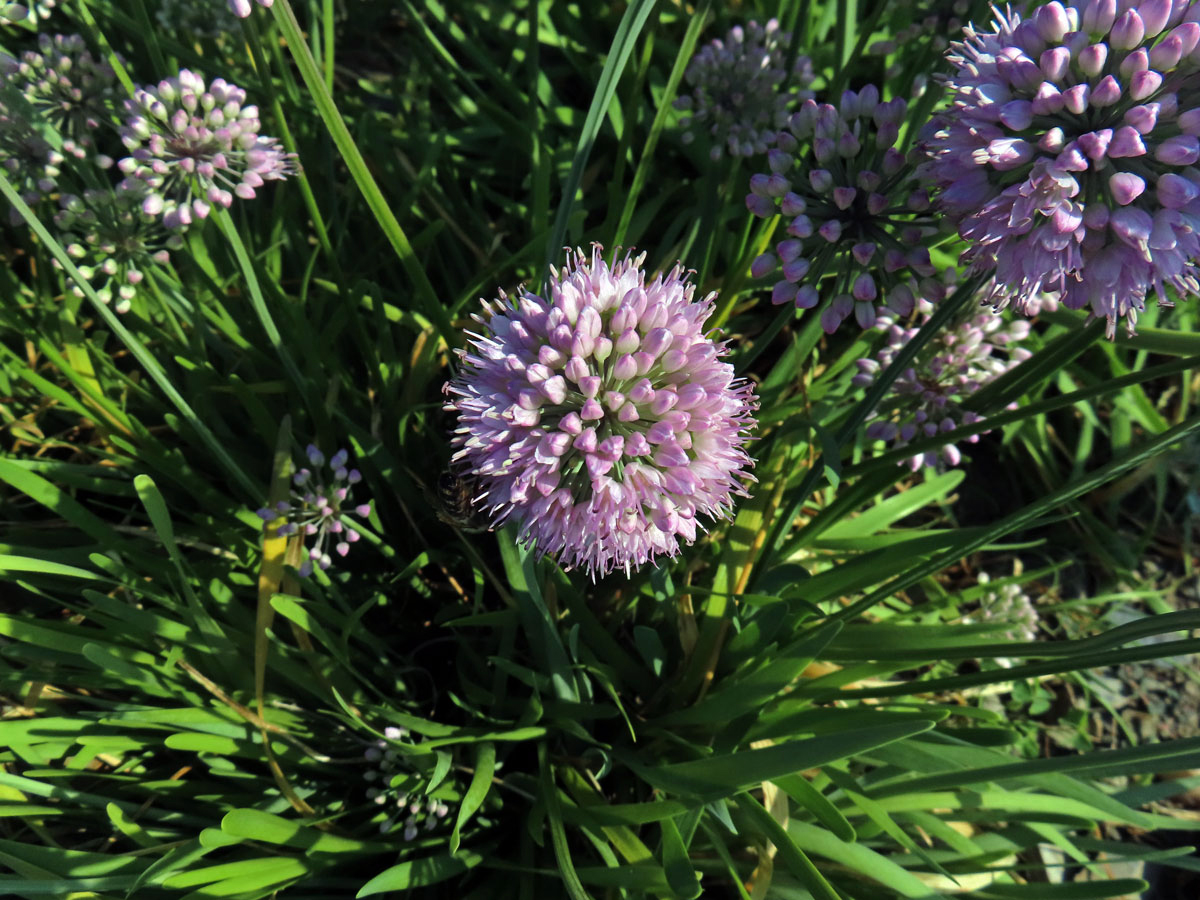 Česnek šerý (Allium senescens subsp. glaucum (Schrad. ex Poir.) Dostál)