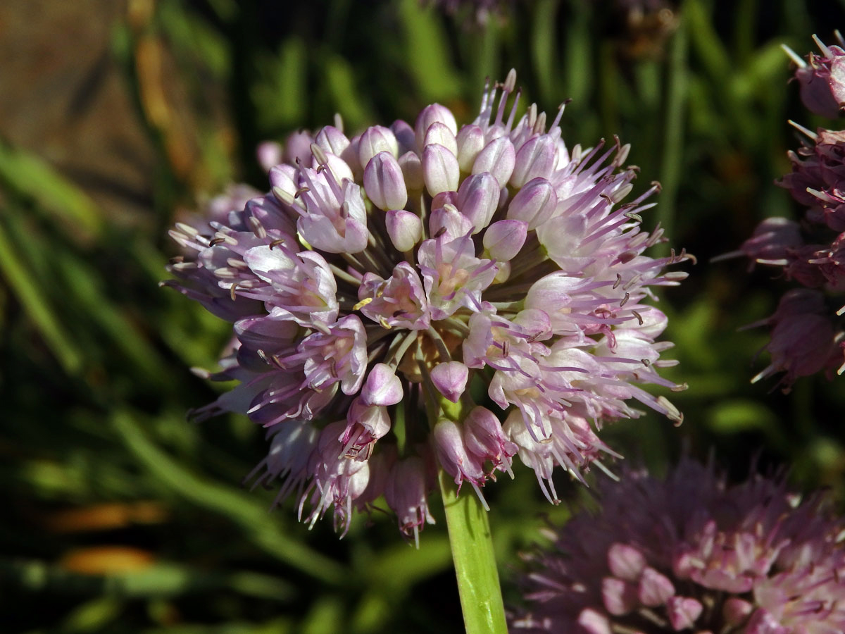 Česnek šerý (Allium senescens subsp. glaucum (Schrad. ex Poir.) Dostál)