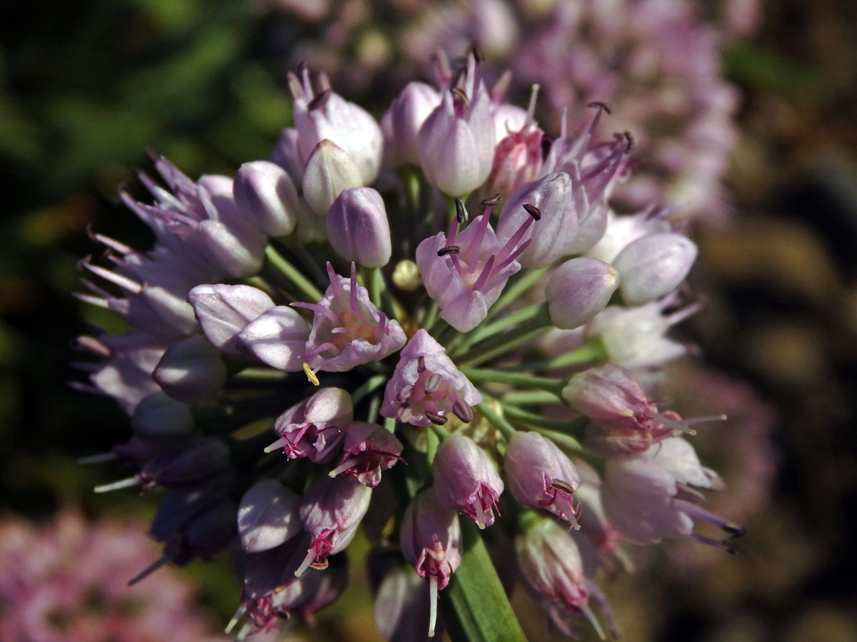 Česnek šerý (Allium senescens subsp. glaucum (Schrad. ex Poir.) Dostál)