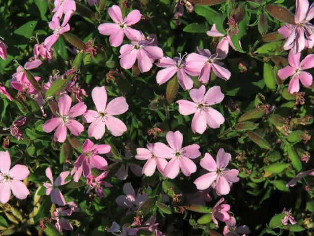 Hvozdík (Dianthus fruticosus L.)