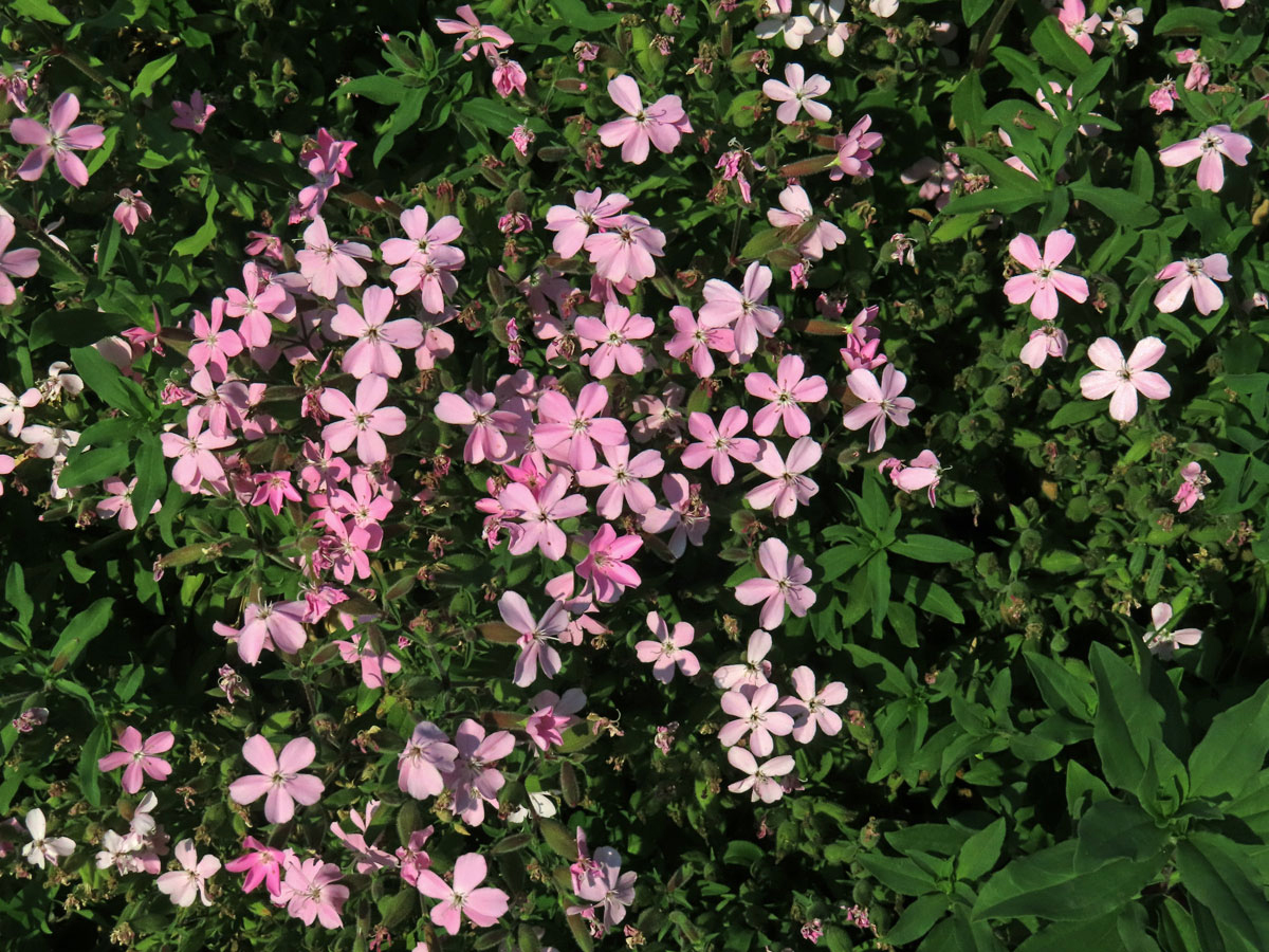 Hvozdík (Dianthus fruticosus L.)