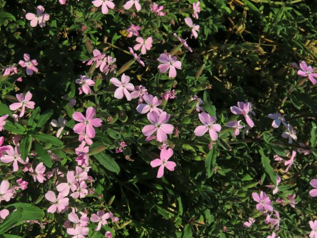 Hvozdík (Dianthus fruticosus L.)