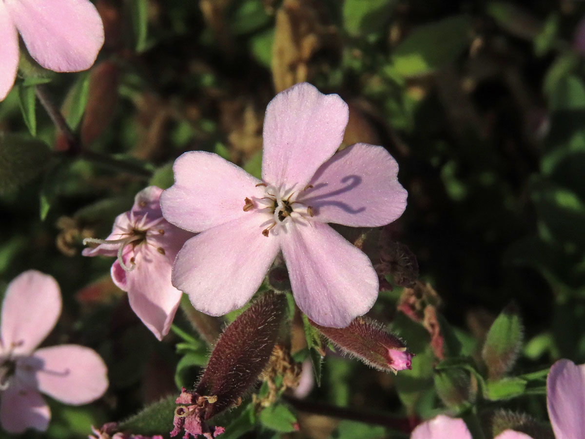 Hvozdík (Dianthus fruticosus L.)