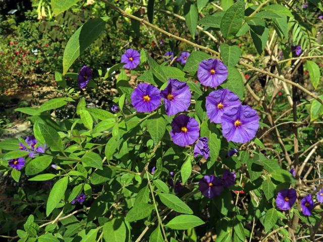 Lilkovník hořcokvětý (Lycianthes rantonnei (Carrière) Bitter)