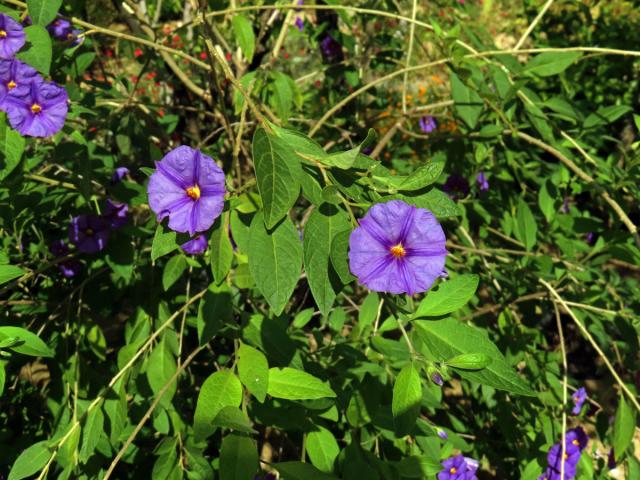 Lilkovník hořcokvětý (Lycianthes rantonnei (Carrière) Bitter)