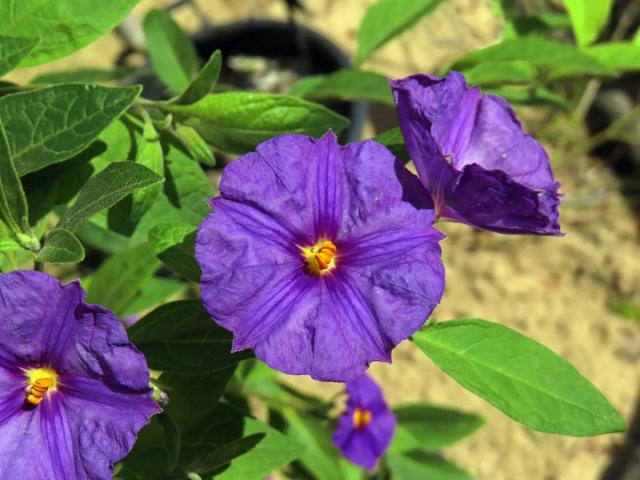 Lilkovník hořcokvětý (Lycianthes rantonnei (Carrière) Bitter)