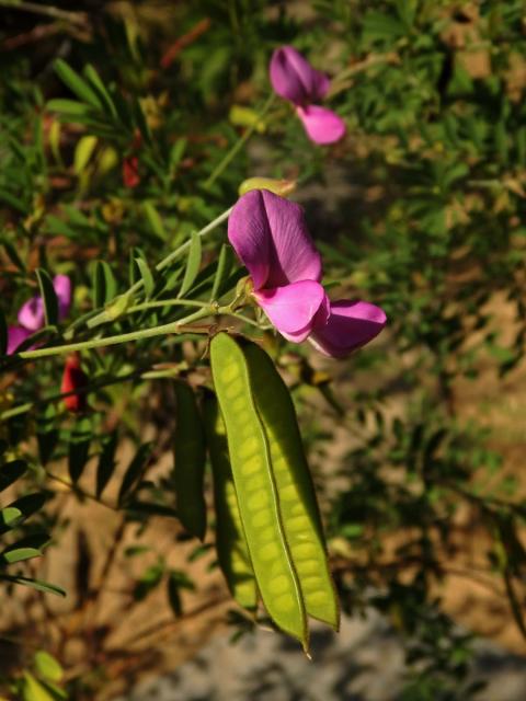 Mundulea sericea (Willd.) A. Chiov.