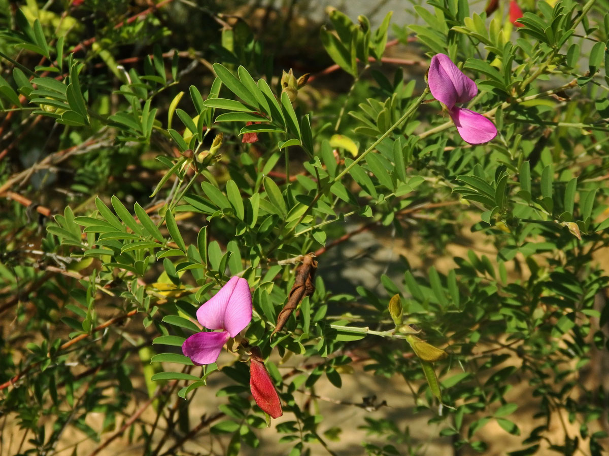 Mundulea sericea (Willd.) A. Chiov.