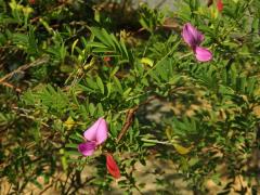 Mundulea sericea (Willd.) A. Chiov.