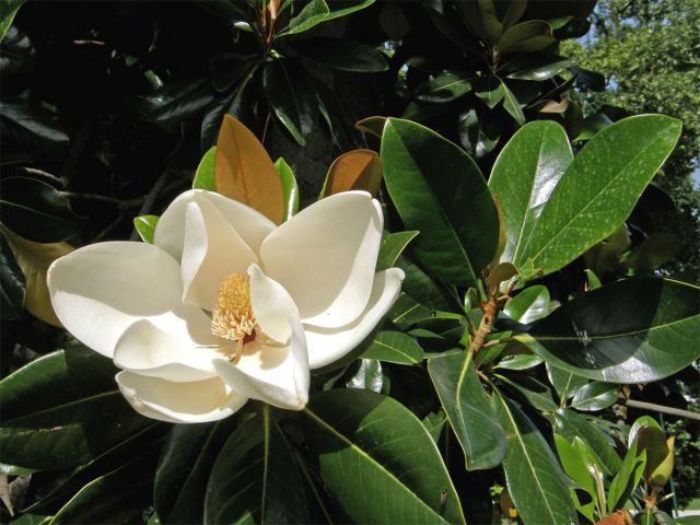 Šácholan velkokvětý (Magnolia grandiflora L.)