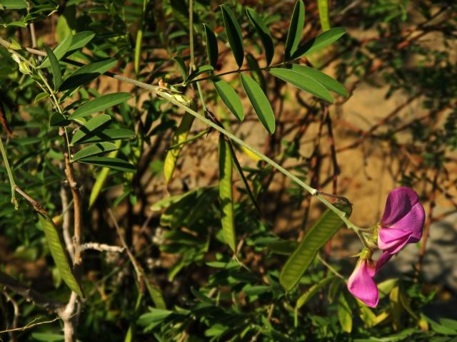 Mundulea sericea (Willd.) A. Chiov.