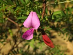 Mundulea sericea (Willd.) A. Chiov.