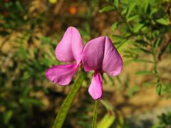 Mundulea sericea (Willd.) A. Chiov.