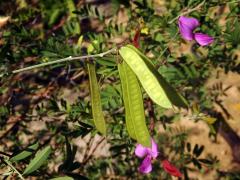 Mundulea sericea (Willd.) A. Chiov.