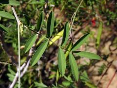 Mundulea sericea (Willd.) A. Chiov.