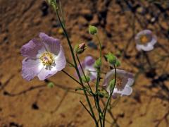 Cristaria gracilis Gay