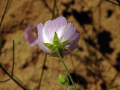 Cristaria gracilis Gay