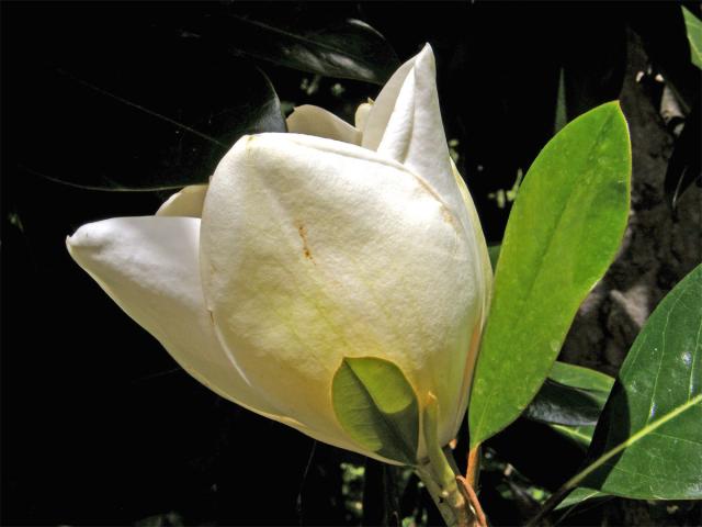 Šácholan velkokvětý (Magnolia grandiflora L.)