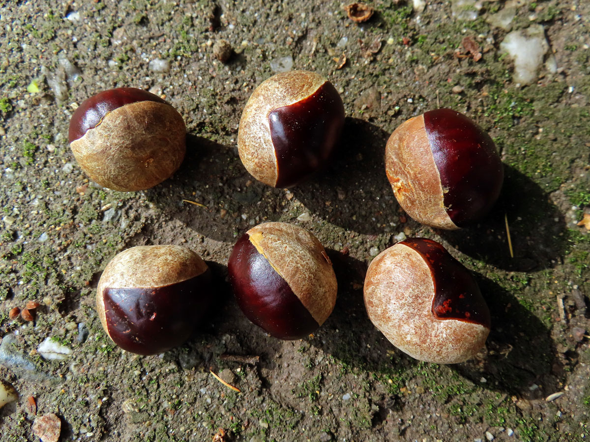 Jírovec japonský (Aesculus turbinata Blume)