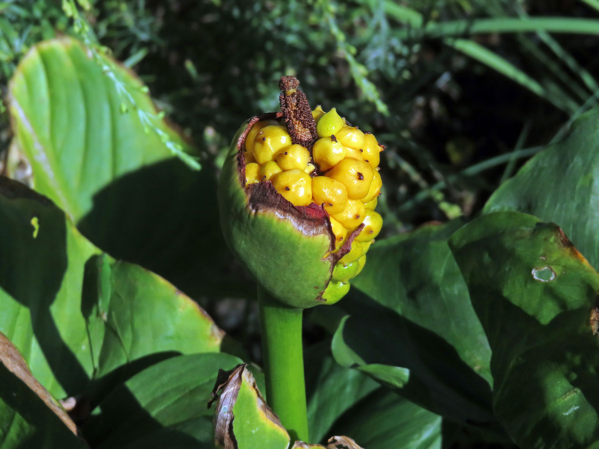 Kornoutice africká (Zantedeschia aethiopica (L.) Spreng.)