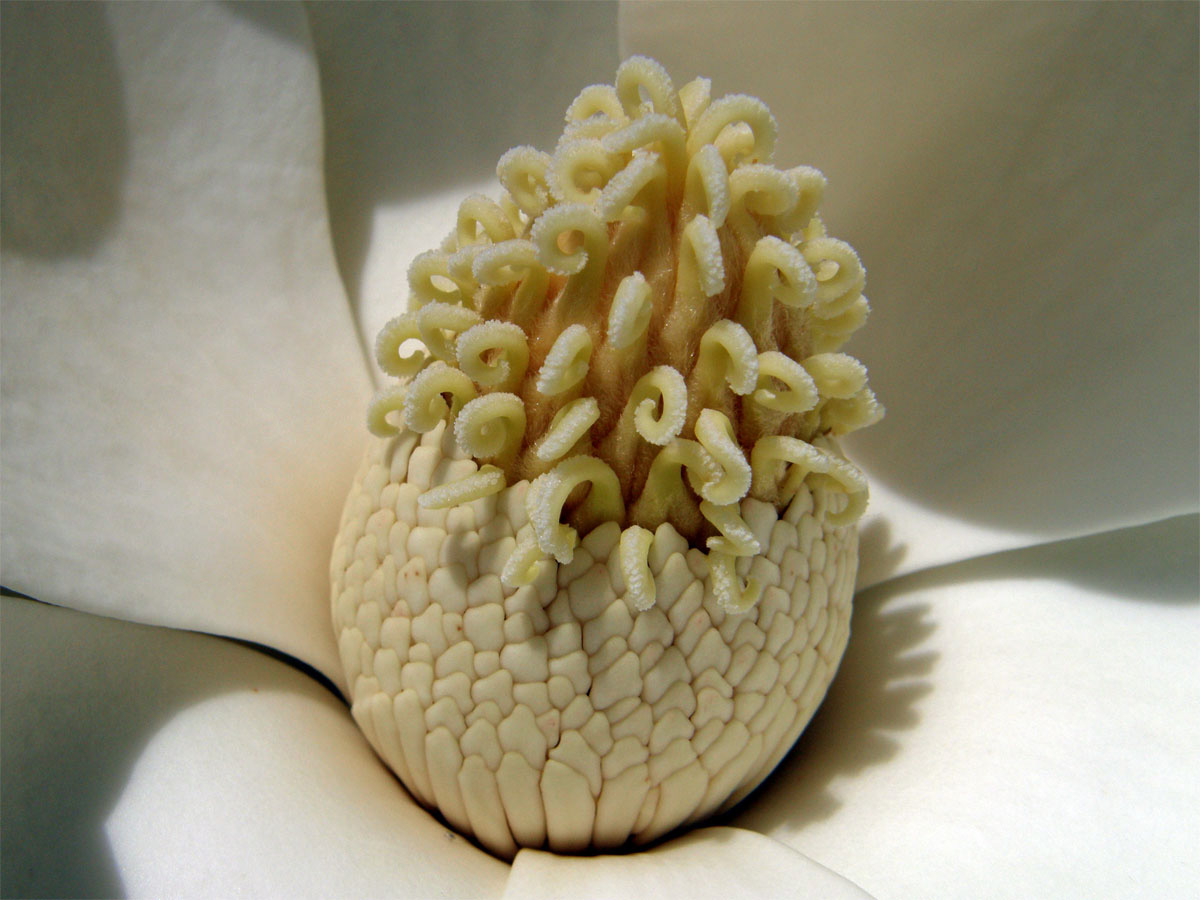 Šácholan velkokvětý (Magnolia grandiflora L.)