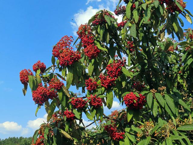 Kalina svraskalá (Viburnum rhitidophyllum Hemsley)