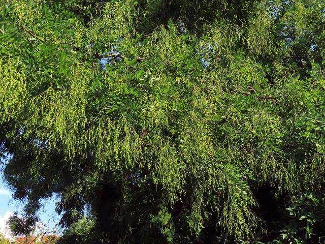 Jerlín japonský (Sophora japonica L.)