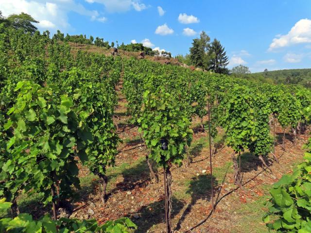 Réva vinná (Vitis vinifera L.)