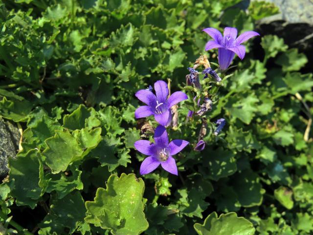 Zvonek dalmatský (Campanula portenschlagiana Schult.)