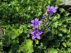 Zvonek dalmatský (Campanula portenschlagiana Schult.)    