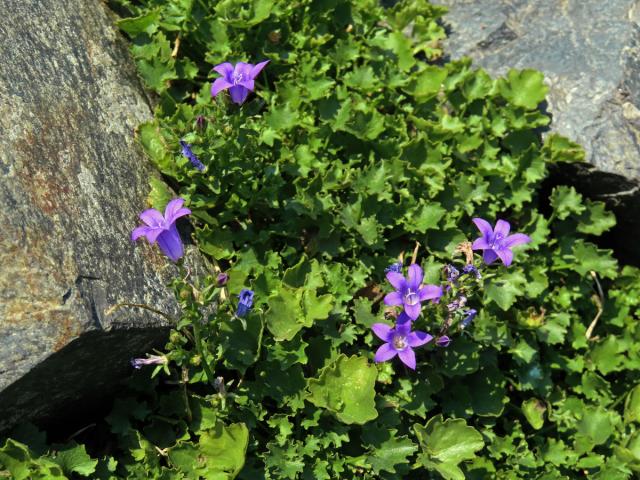 Zvonek dalmatský (Campanula portenschlagiana Schult.)