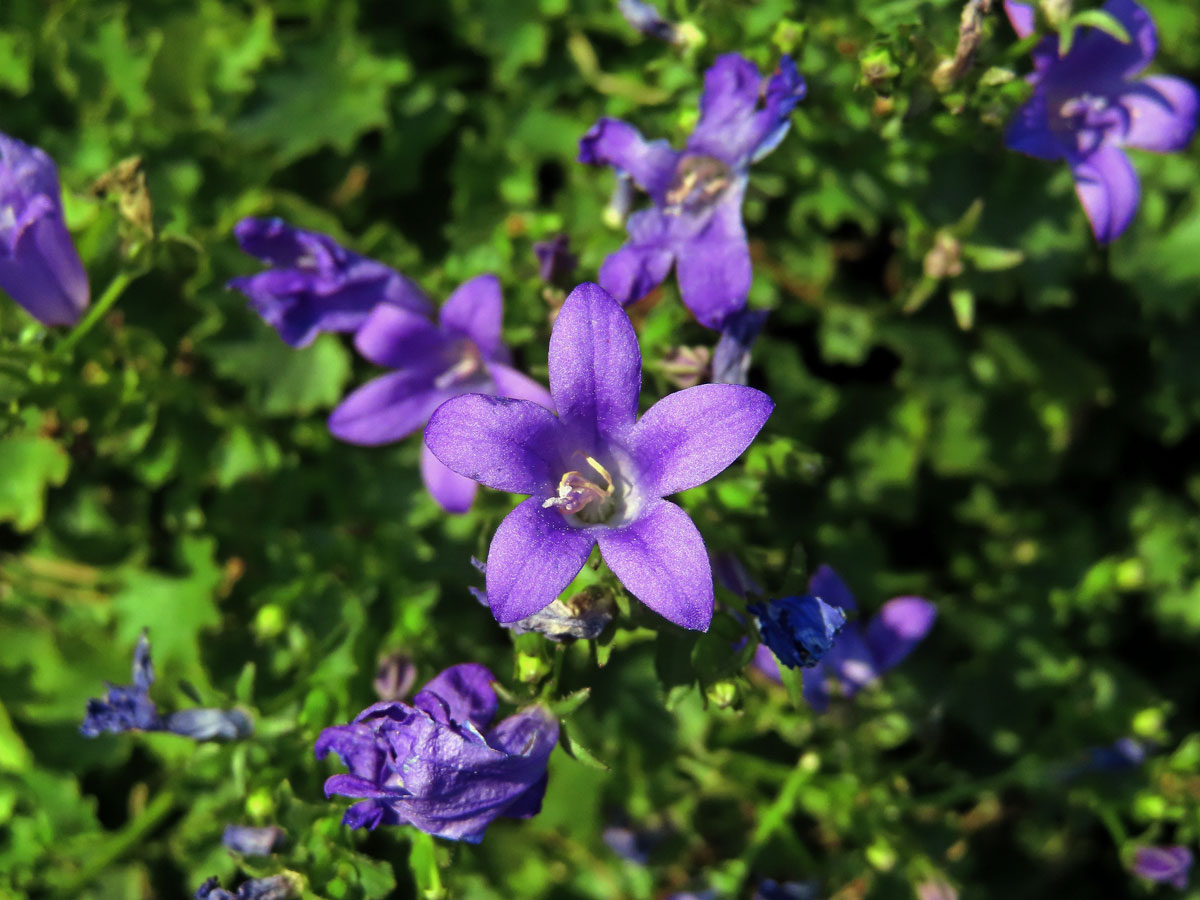 Zvonek dalmatský (Campanula portenschlagiana Schult.)