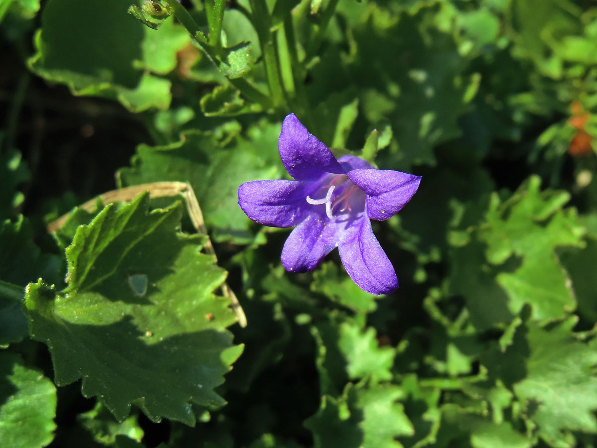 Zvonek dalmatský (Campanula portenschlagiana Schult.)