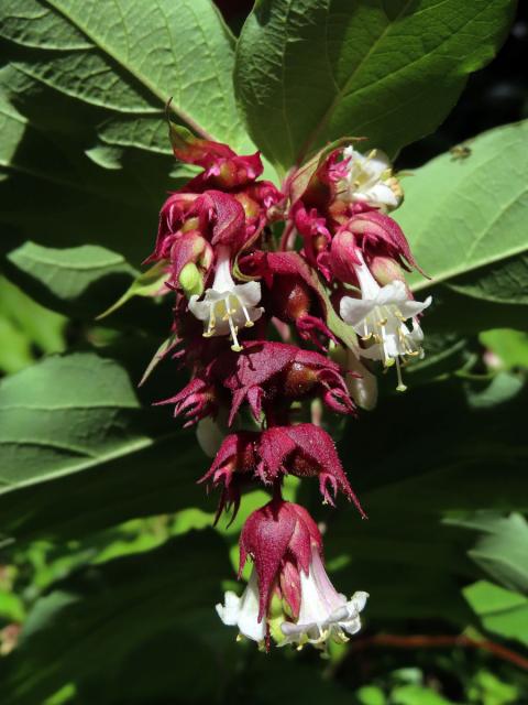 Leycesteria formosa Wallich