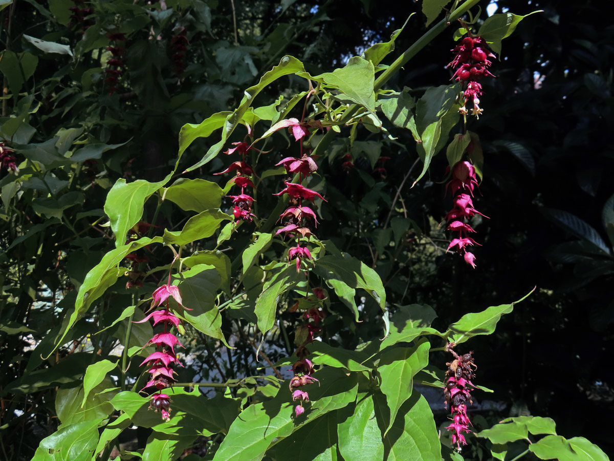 Leycesteria formosa Wallich