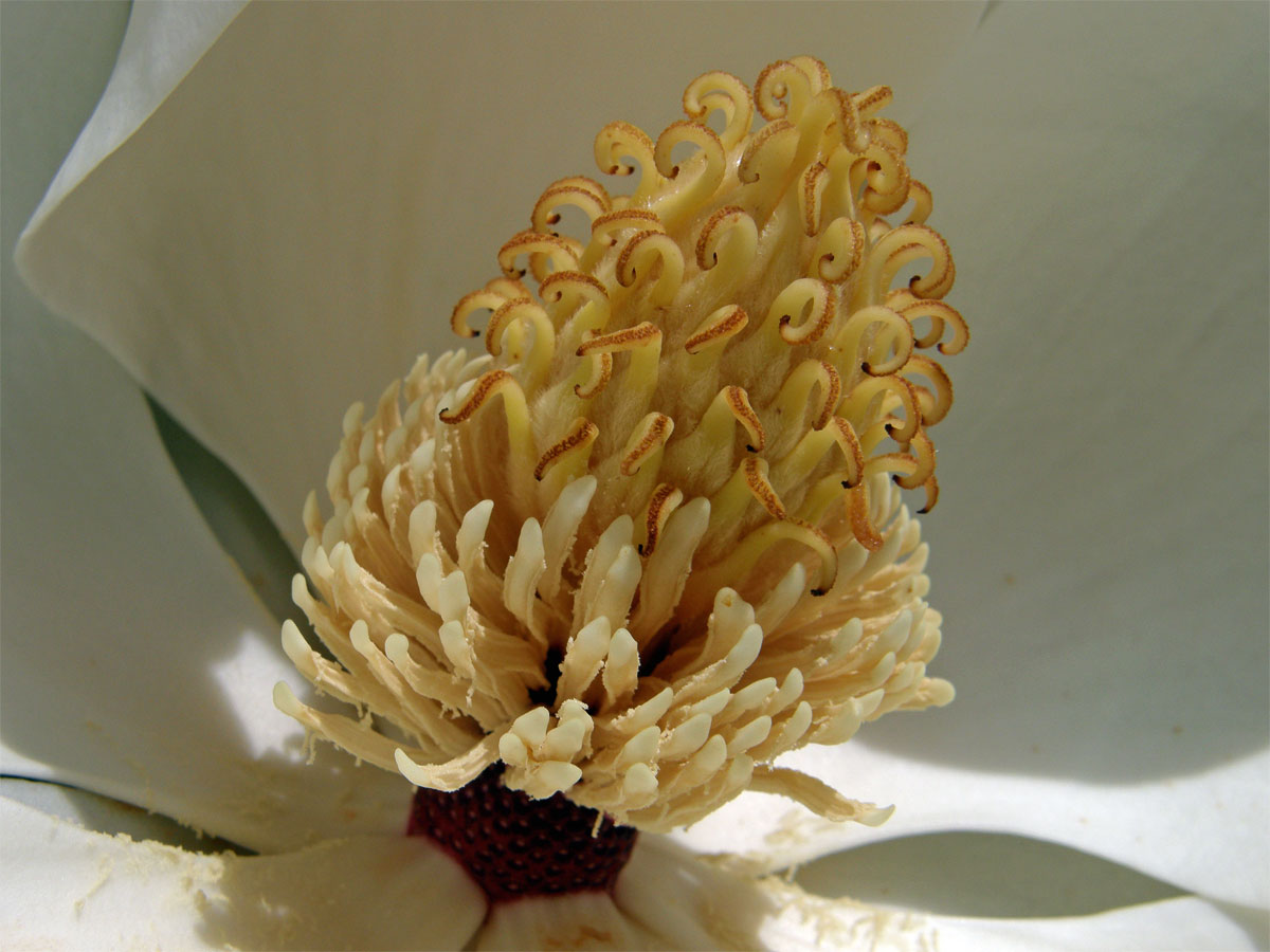 Šácholan velkokvětý (Magnolia grandiflora L.)