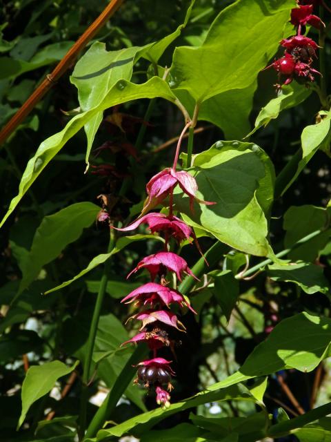 Leycesteria formosa Wallich