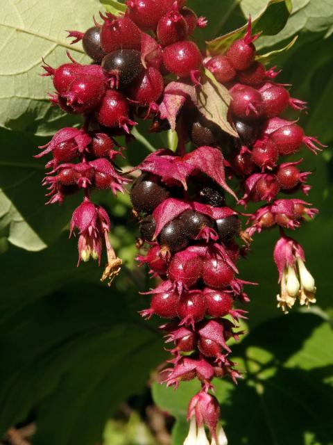 Leycesteria formosa Wallich