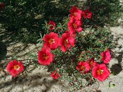 Šrucha velkokvětá (Portulaca grandiflora Hook.)