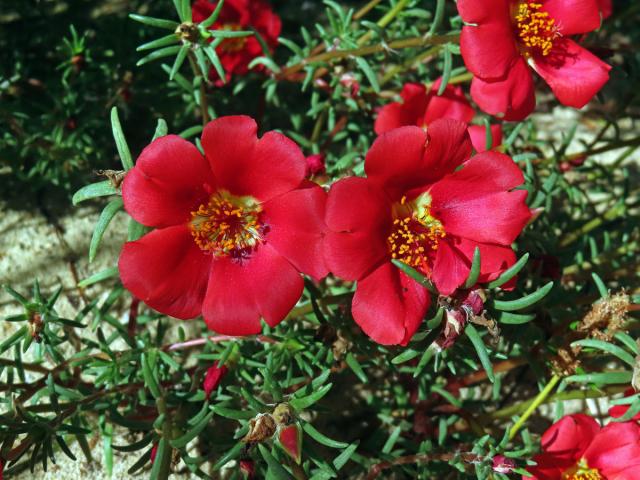 Šrucha velkokvětá (Portulaca grandiflora Hook.)