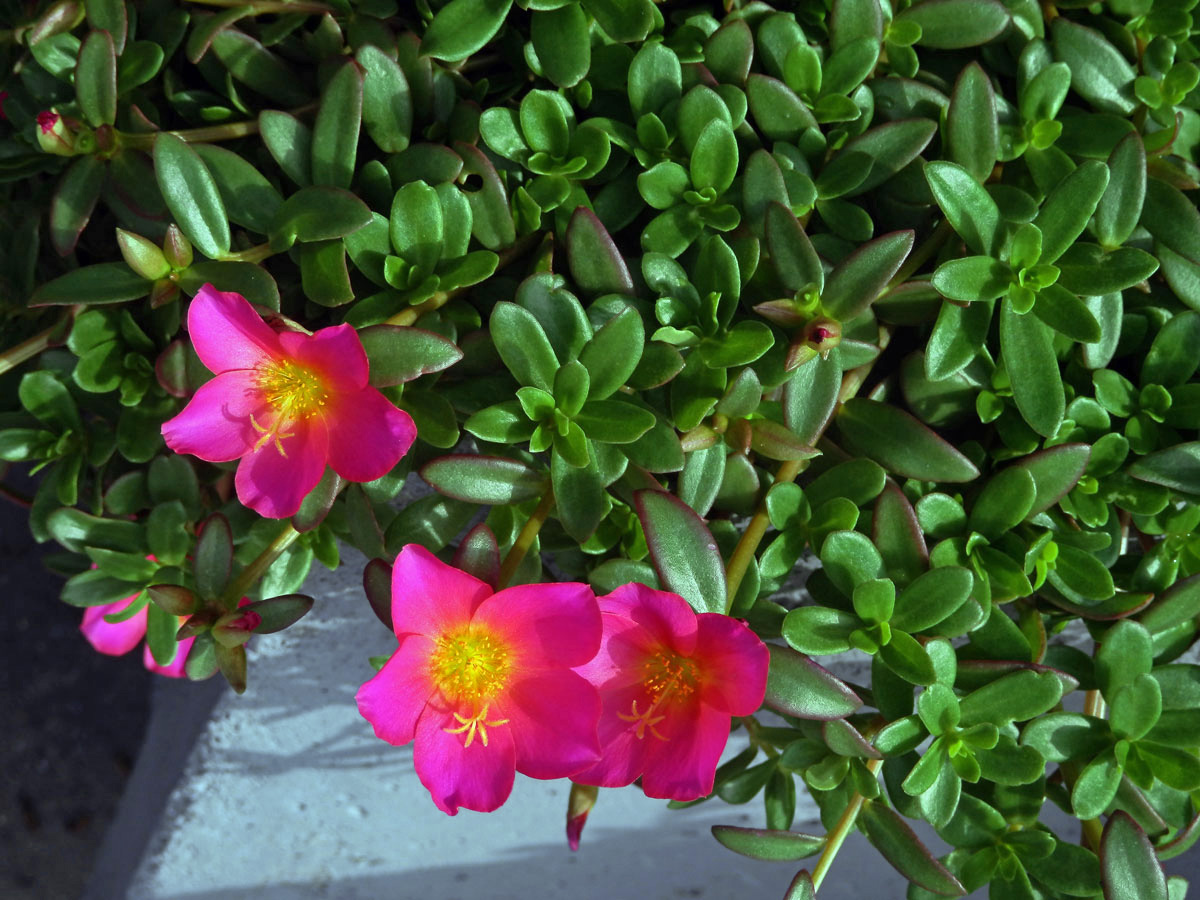 Šrucha (Portulaca pilosa L.)