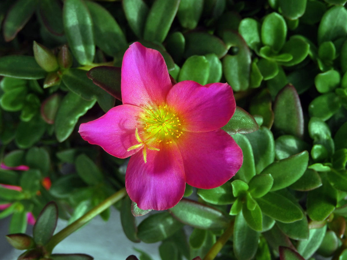 Šrucha (Portulaca pilosa L.)