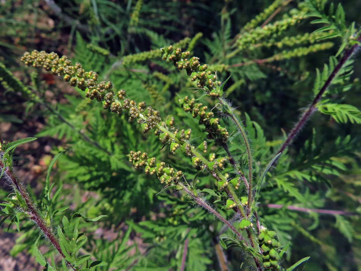 Ambrozie peřenolistá (Ambrosia artemisiifolia L.)