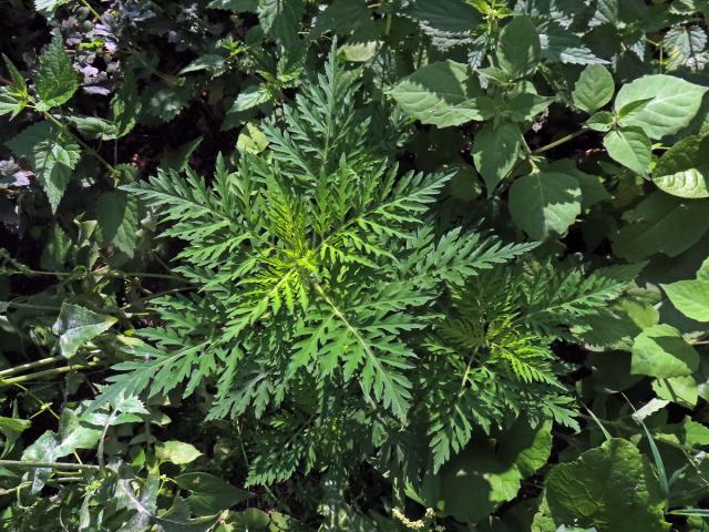 Ambrozie peřenolistá (Ambrosia artemisiifolia L.)