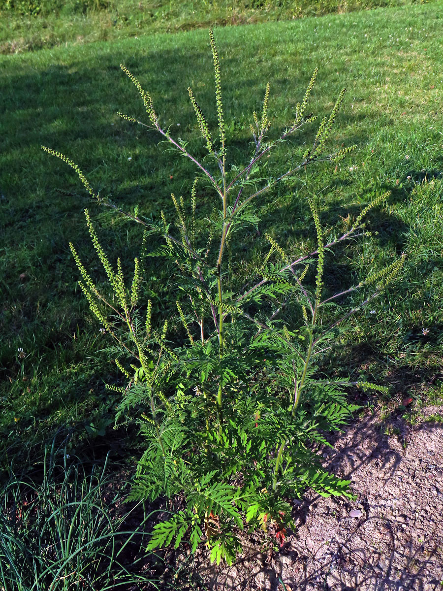 Ambrozie peřenolistá (Ambrosia artemisiifolia L.)