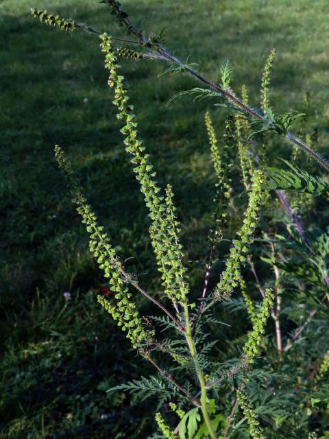 Ambrozie peřenolistá (Ambrosia artemisiifolia L.)