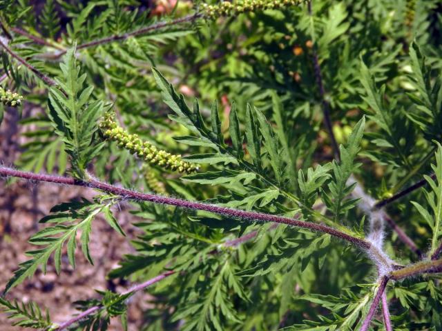 Ambrozie peřenolistá (Ambrosia artemisiifolia L.)