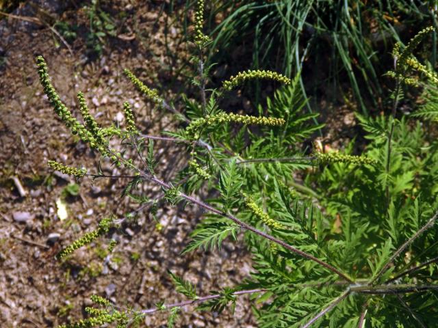 Ambrozie peřenolistá (Ambrosia artemisiifolia L.)