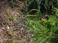 Ambrozie peřenolistá (Ambrosia artemisiifolia L.)